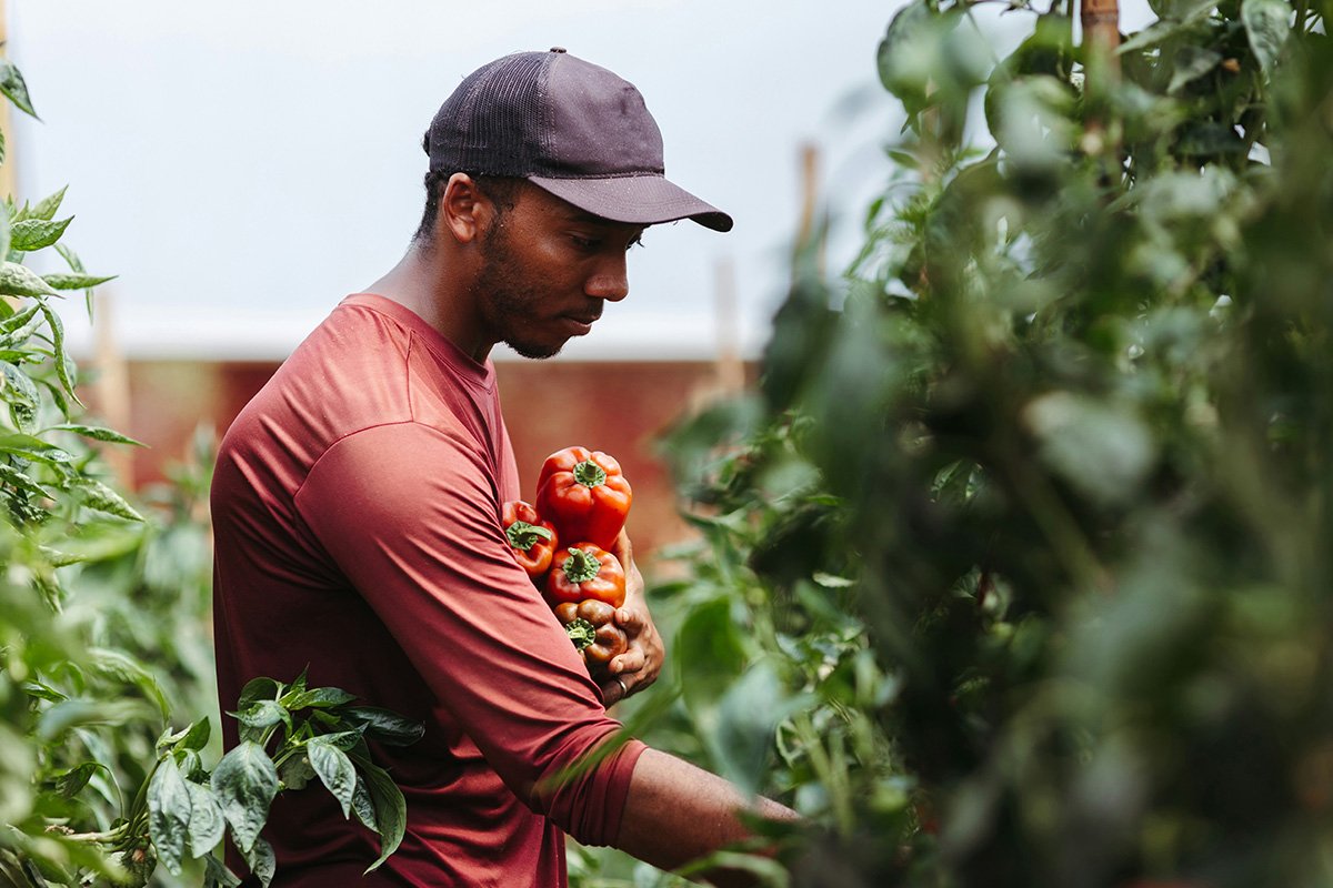 A Black man in a baseball cap and red shirt holds a handful of red peppers to his chest while reaching towards a pepper plant.