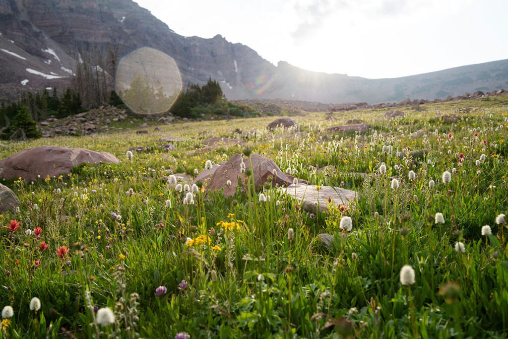 A photo of an a abundant American prairie, filled with tall grass and flowers.
