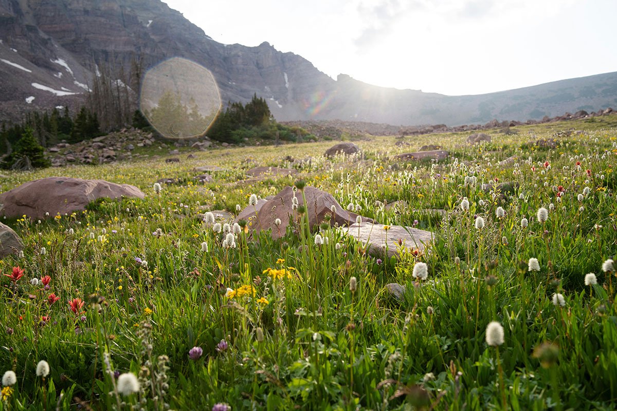 A photo of an a abundant American prairie, filled with tall grass and flowers.