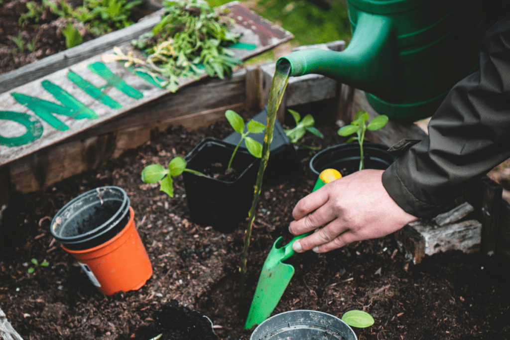 Hands water young seedlings in starter pots inside a weathered wooden raised bed at a community garden, a green trowel and watering can nearby.