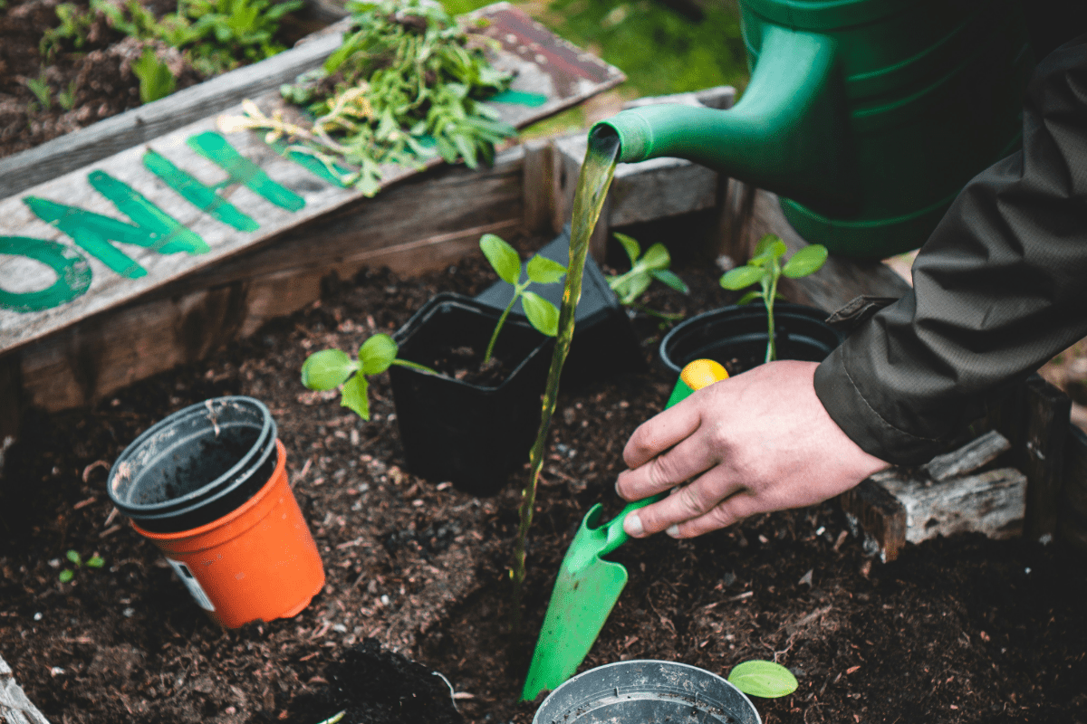 Hands water young seedlings in starter pots inside a weathered wooden raised bed at a community garden, a green trowel and watering can nearby.