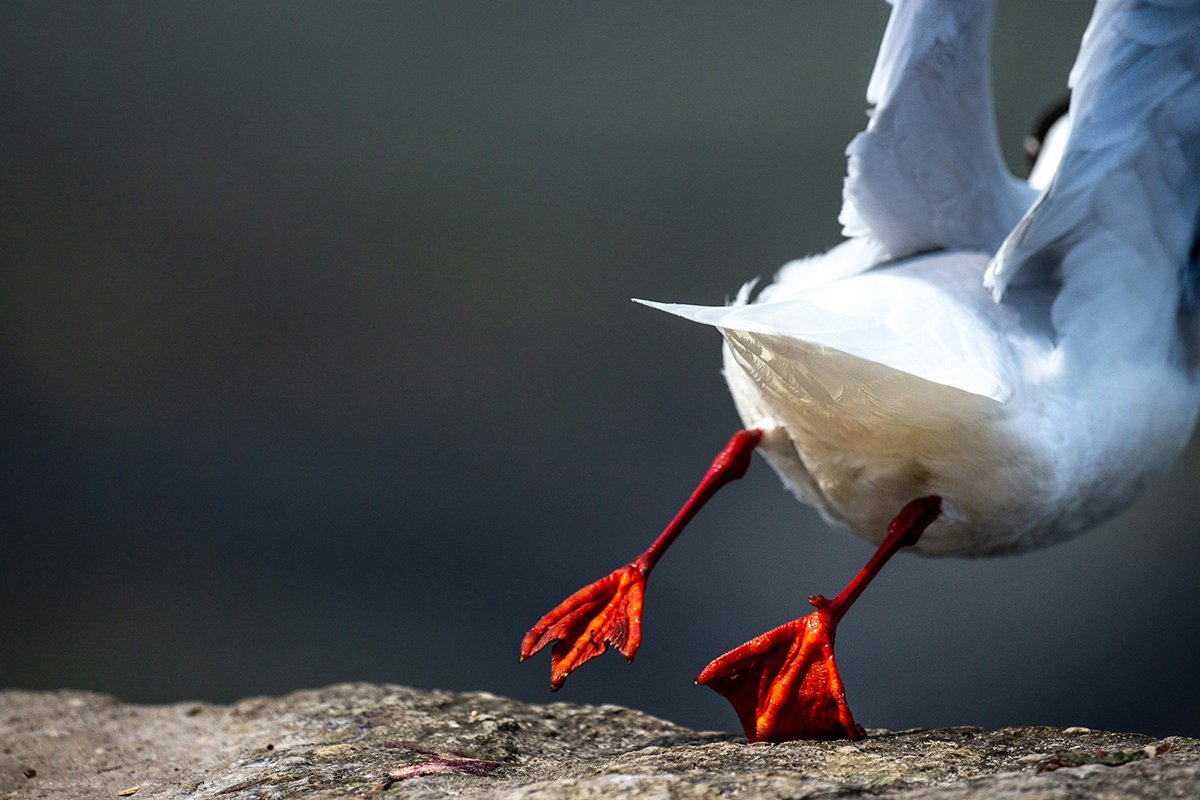 A close-up of a bird’s webbed feet as it flies away from a stone surface.
