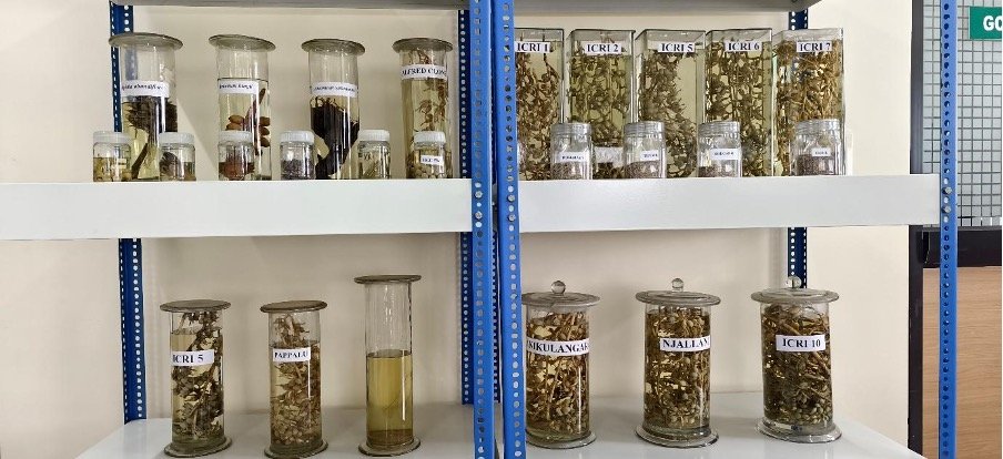 ICRI-developed small cardamom varieties at their lab.