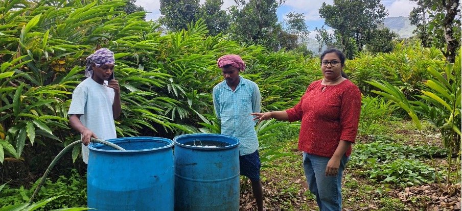 Three workers stand filling blue barrels at a cardamom plantation