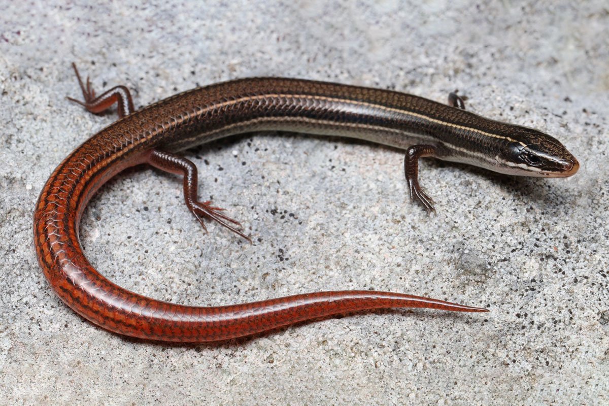 A close-up image of a Florida Keys mole skink, a small, shiny cylindrical lizard with gradient coloring from black at the head to red at the tail.