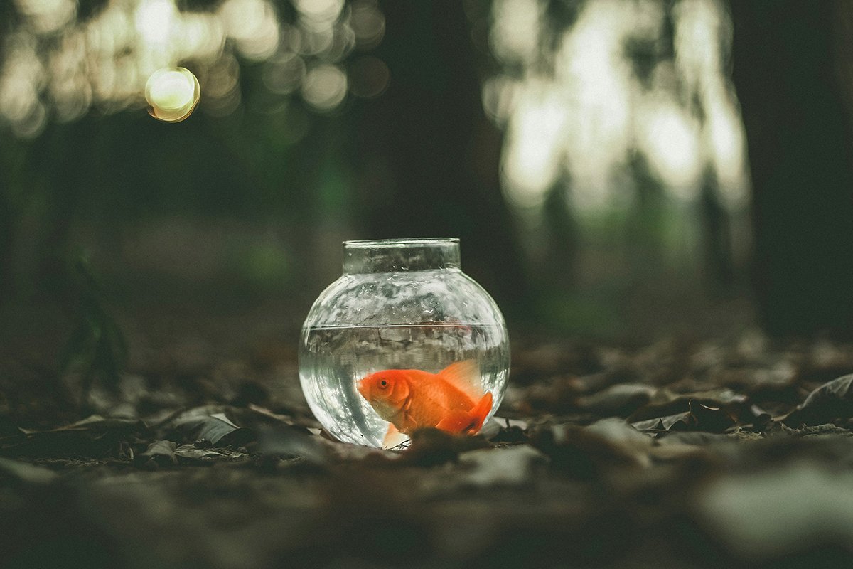 An orange goldfish floats around in a bowl of water that is far too small for it. It has no room to swim.
