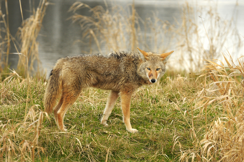 Coyote