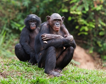 Bonobos